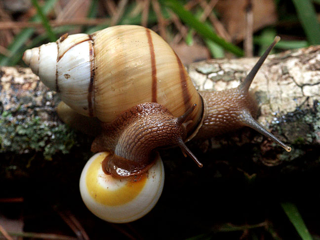 Liguus fasciatus Mller 1774 Florida Tree Snail