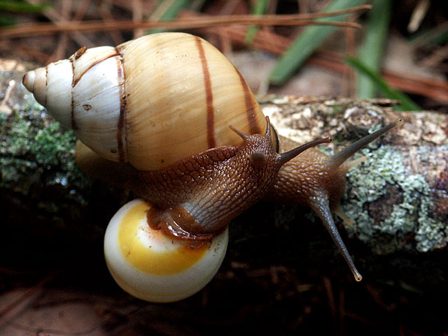 Liguus fasciatus Mller 1774 Florida Tree Snail