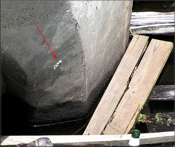 One Of The Egg Clutches On The Byrnes Road Culvert (8/2/2006)