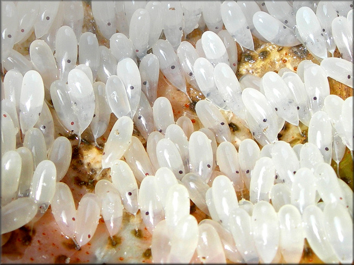 Octopus joubini Robson, 1929 Atlantic Pigmy Octopus Eggs