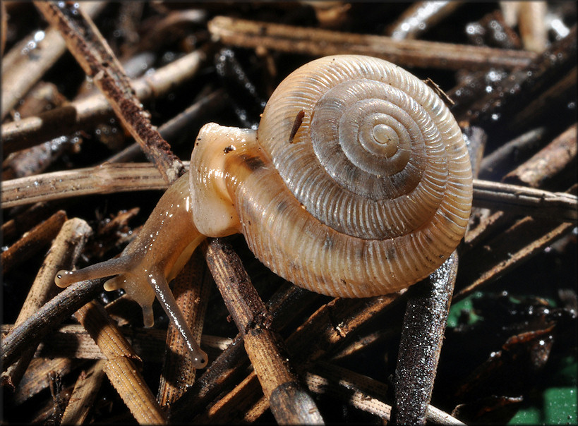 Daedalochila uvulifera (Shuttleworth, 1852) Peninsula Liptooth In Monroe County, Florida