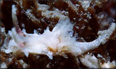Okenia evelinae Er. Marcus, 1957 