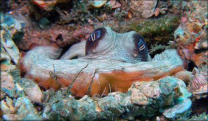 Octopus Species From The Lake Worth Lagoon