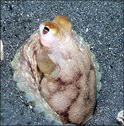 Octopus Species From The Lake Worth Lagoon