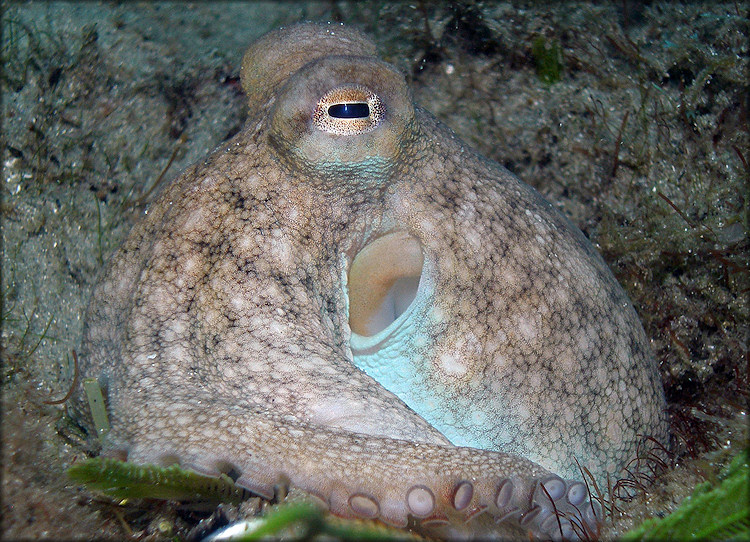 Octopus Species From The Lake Worth Lagoon