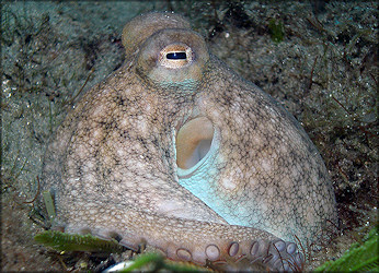 Octopus Species From The Lake Worth Lagoon