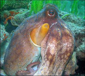 Octopus Species From The Lake Worth Lagoon