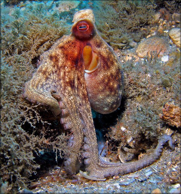 Octopus Species From The Lake Worth Lagoon