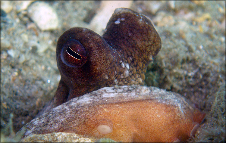 Octopus Species From The Lake Worth Lagoon