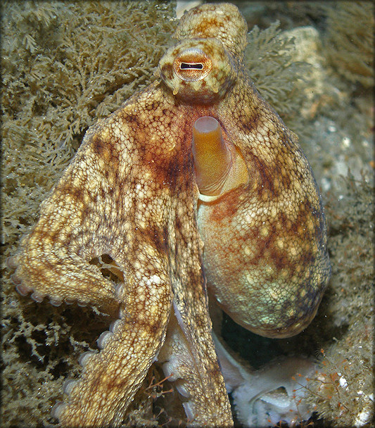 Octopus Species From The Lake Worth Lagoon