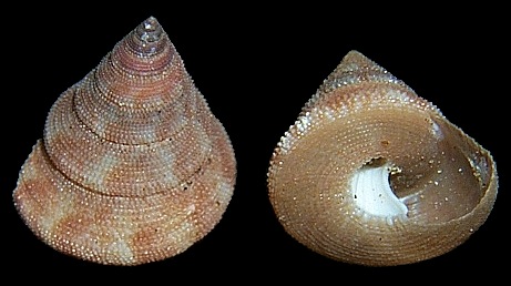  Calliostoma scalenum Quinn, 1992 Gulfstream Topsnail