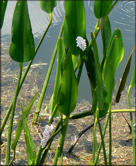 Pomacea egg clutches on pond vegetation