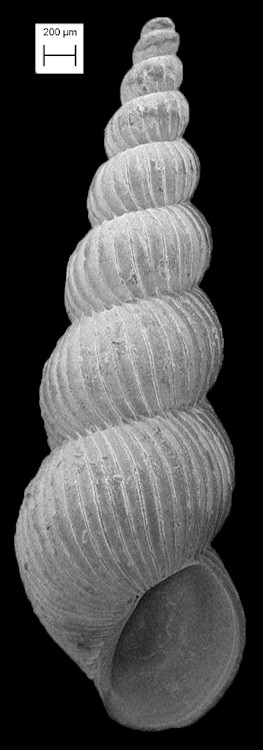 Epitonium junceum Gardner, 1948 Fossil