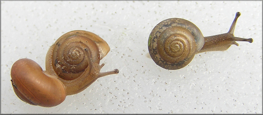 Praticolella jejuna (Say, 1821) Florida Scrubsnail