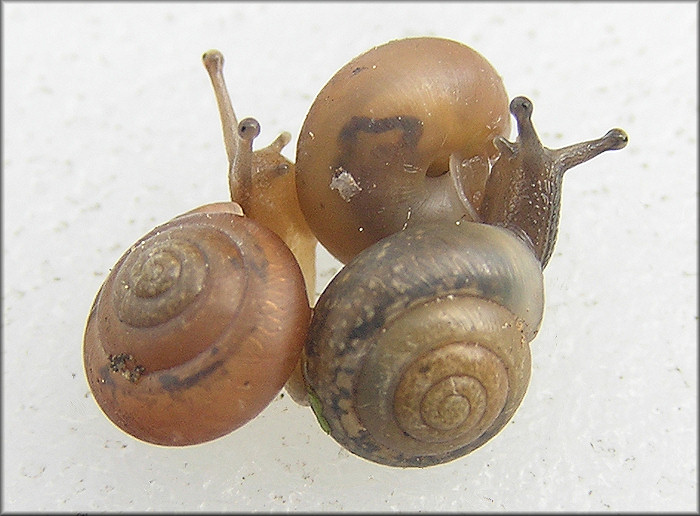 Praticolella jejuna (Say, 1821) Florida Scrubsnail