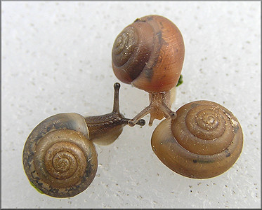 Praticolella jejuna (Say, 1821) Florida Scrubsnail