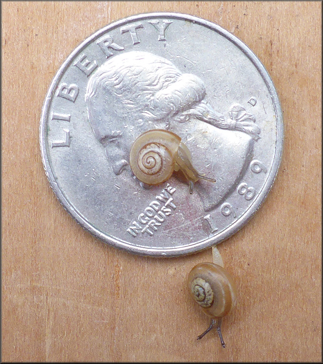 Praticolella griseola (L. Pfeiffer, 1841) Vagrant Scrubsnail Juveniles