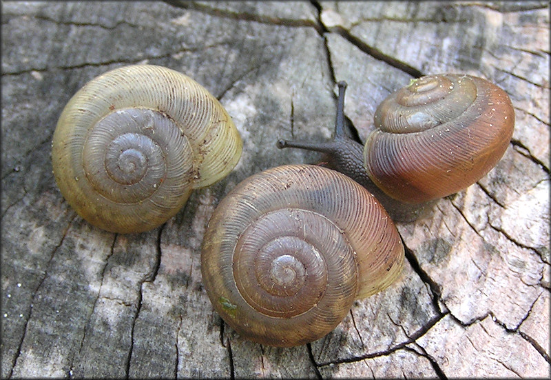 Mesodon thyroidus (Say, 1817) White-lip Globe Juveniles