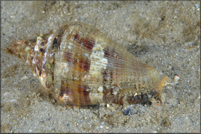 Lobatus raninus (Gmelin, 1791) Hawkwing Conch Juvenile In Situ