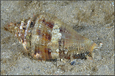 Lobatus raninus (Gmelin, 1791) Hawkwing Conch Juvenile In Situ