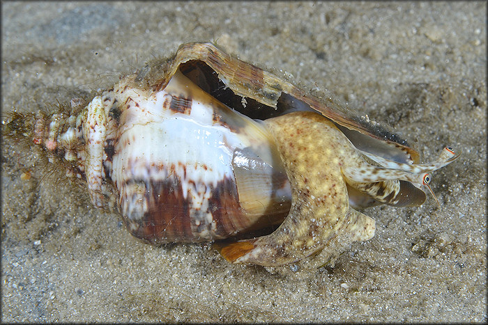 Lobatus raninus (Gmelin, 1791) Hawkwing Conch Juvenile In Situ