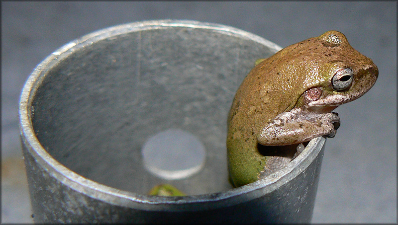 Cuban Treefrog [Osteopilus septentrionalis] Juvenile