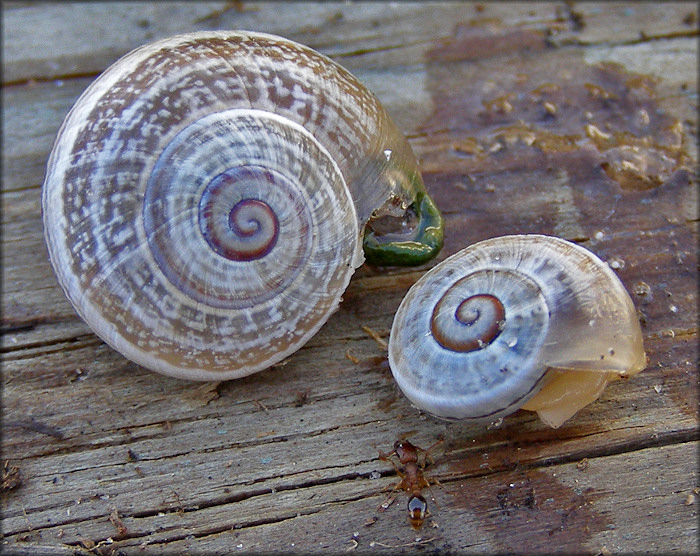 Otala punctata (Mller, 1774) Juveniles