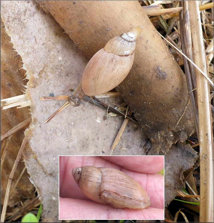 Euglandina rosea (Frussac, 1821) Juvenile In Situ