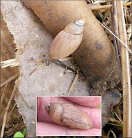 Euglandina rosea (Frussac, 1821) Juvenile In Situ