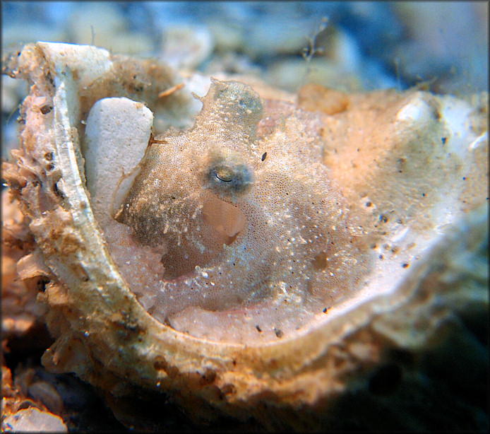 Juvenile Octopus Species From The Lake Worth Lagoon