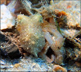 Juvenile Octopus Species From The Lake Worth Lagoon