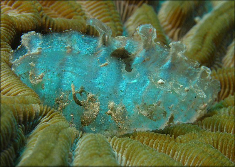 Pinna carnea Gmelin, 1791 Amber Penshell Juvenile