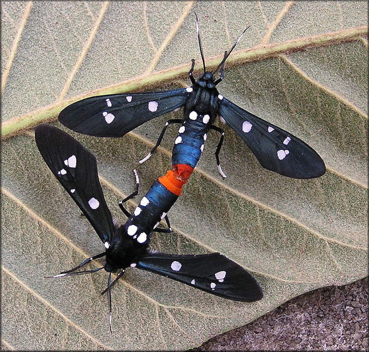 Oleander Moth [Syntomeida epilais] Mating