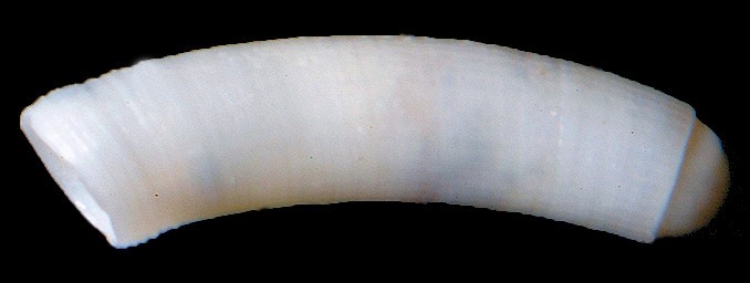 Caecum multicostatum deFolin, 1867 Fine-line Caecum