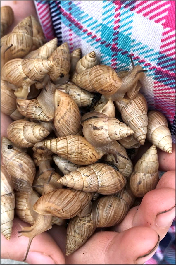 Bulimulus sporadicus From Southwest Palm Bay In Brevard County, Florida (9/9/2018)