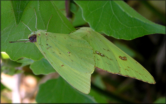 Cloudless Sulphur [Phoebis sennae (Linnaeus 1758)] Mating