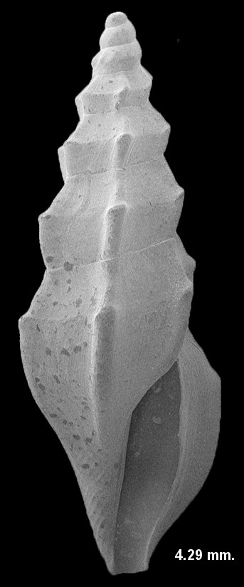 Ithycythara kellumi Fargo, 1953 Fossil