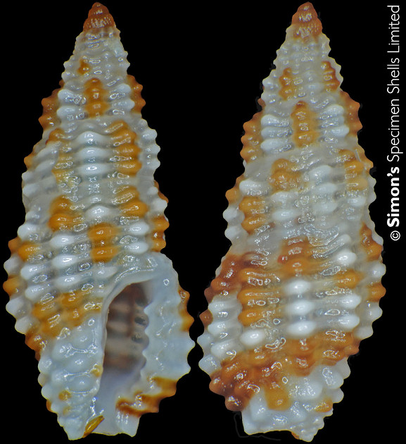 Pseudodaphnella boholensis Fedosov and Puillandre, 2012