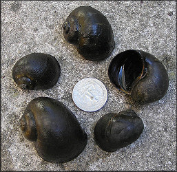 Sample of specimens from the ditch