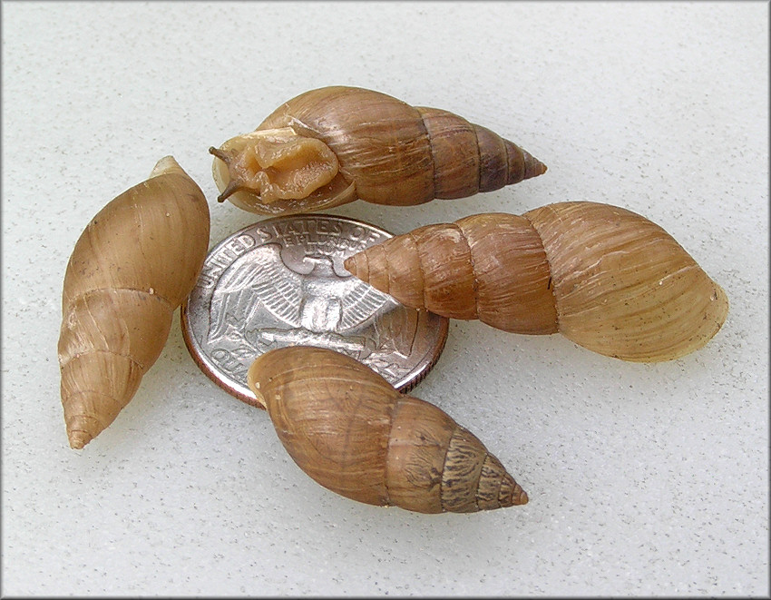 Bulimulus sporadicus FromThe True Value Hardware, Keystone Heights, Clay County, Florida (8/12/2015)