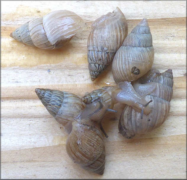 Bulimulus sporadicus On St. Johns Bluff Road Just South Of Atlantic Boulevard