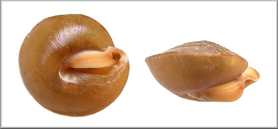 Stenotrema edgarianum (I. Lea, 1841) Sequatchie Slitmouth