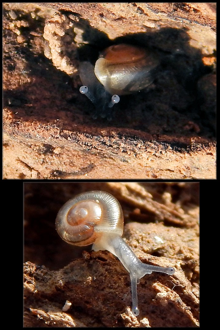 Triodopsis hopetonensis (Shuttleworth, 1852) Magnolia Threetooth Juveniles