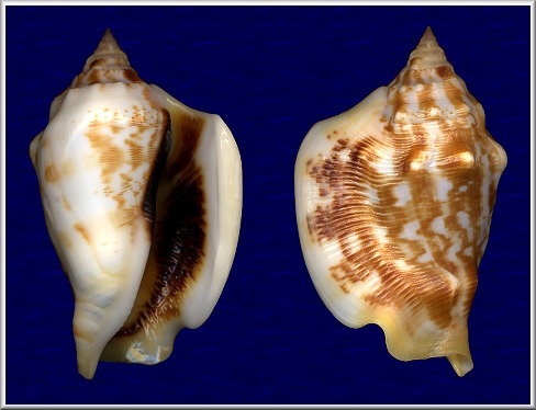 Barneystrombus kleckhamae (Cernohorsky, 1971)