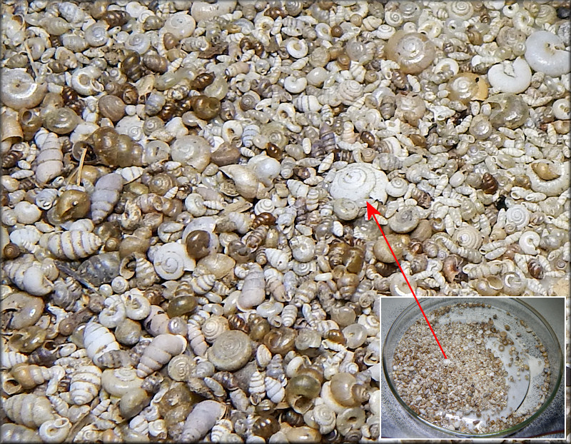 A Petri Dish With A Selection Of Micro Mollusks Collected Near Bardstown, Nelson County, Kentuck