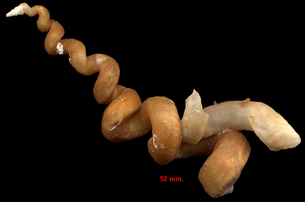 Vermicularia knorrii  (Deshayes, 1843) Florida Wormsnail