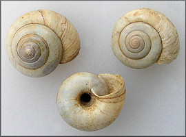 Anguispira kochi (L. Pfeiffer, 1846) Banded Tigersnail