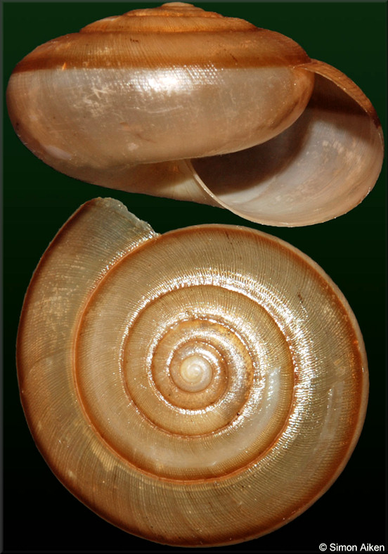 Cryptozona siamensis (L. Pfeiffer, 1856)