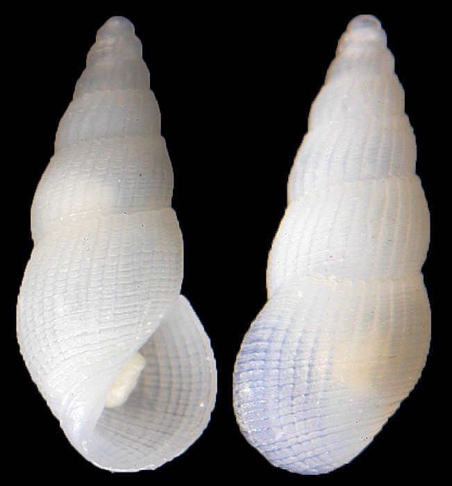 Rissoina krebsii Mrch, 1876