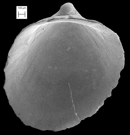 Williamia krebsii (Mrch, 1877) Kreb's Falselimpet